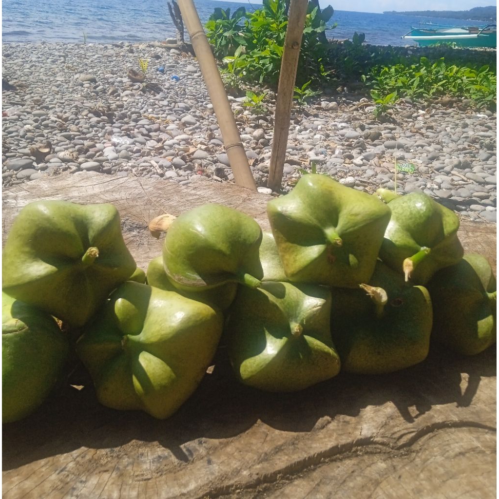 *Bitoon 1 kg mabisang gamot sa bukol | Shopee Philippines