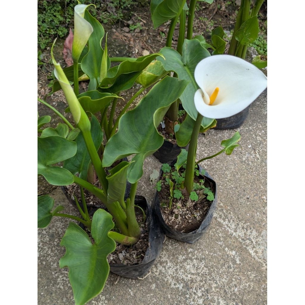 Calla Lily Tall Pots & Planters | Shopee Philippines