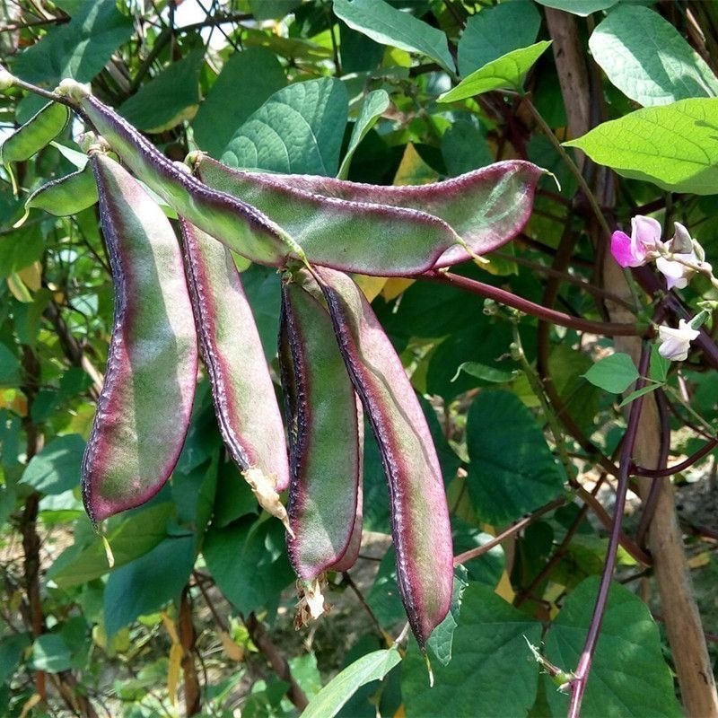Shop bataw vegetable for Sale on Shopee Philippines