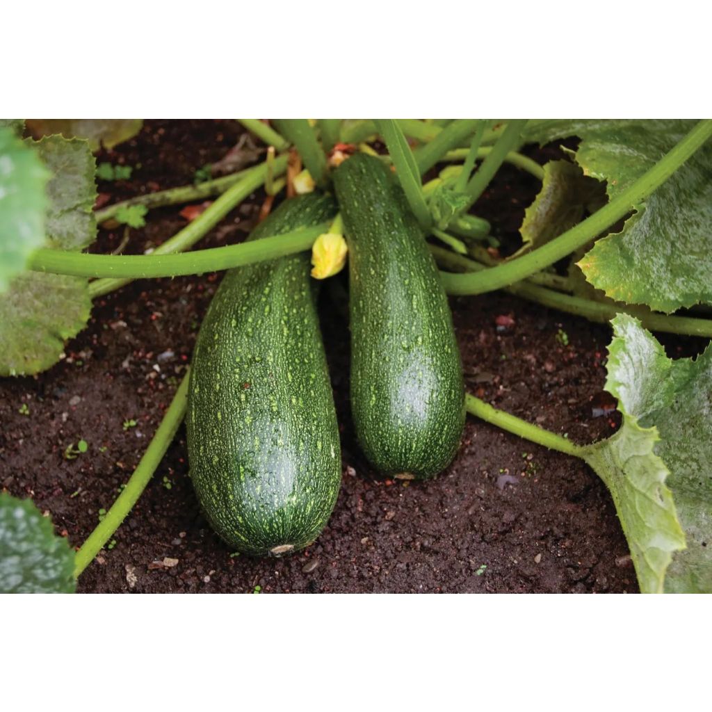 Long Zucchini 10 Seeds – High-Yield Summer Squash | Fast-Growing ...