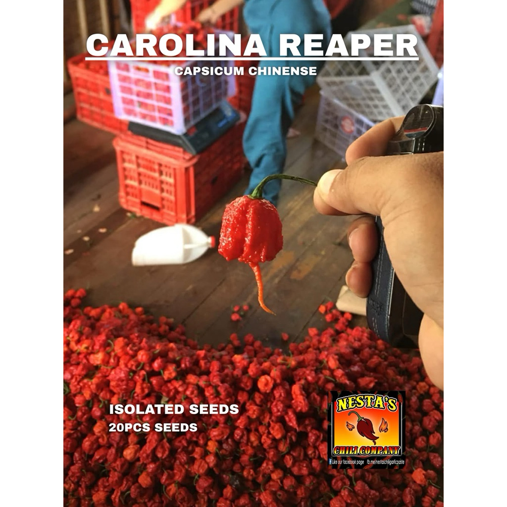 Great Description About Carolina Reaper Seeds For Sale