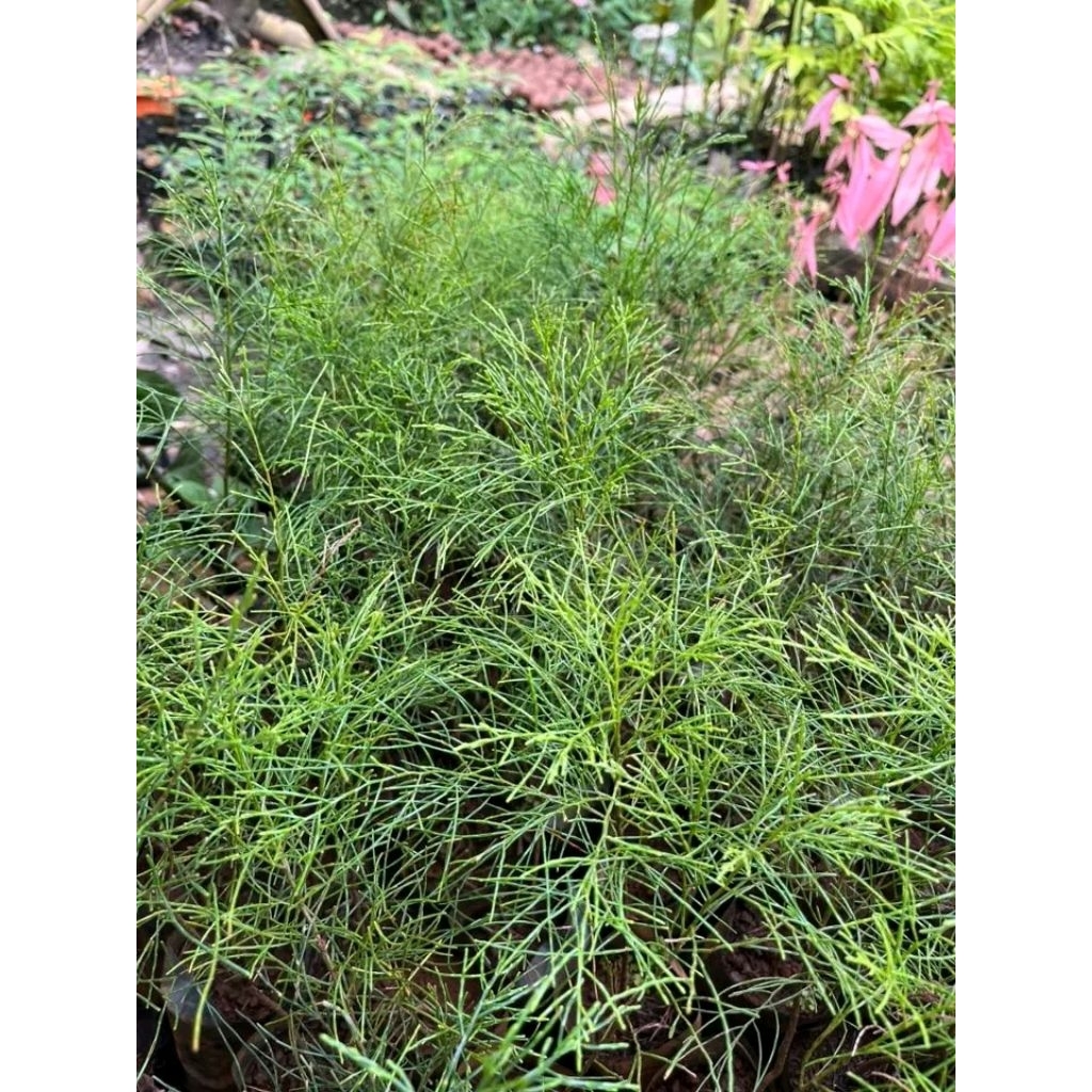 mountain agoho seedlings ( 80 each ) | Shopee Philippines