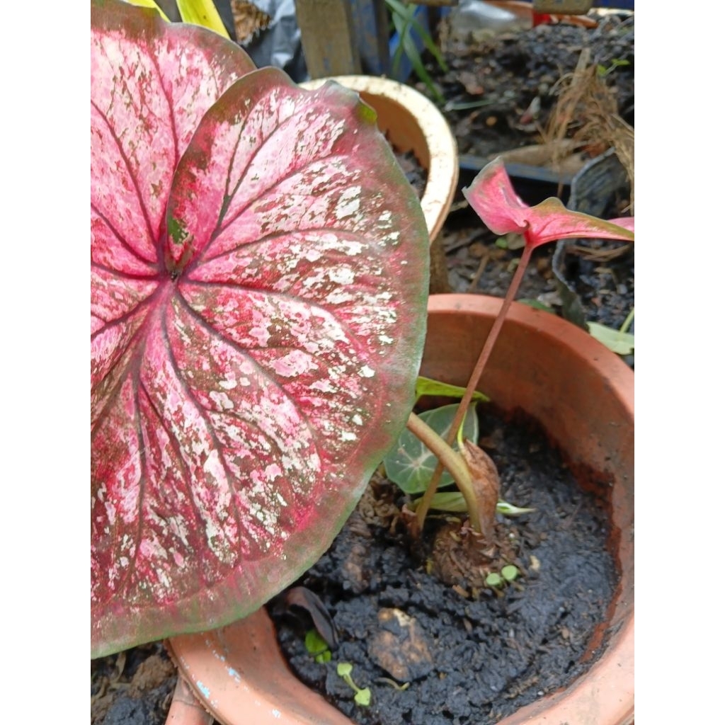 Shop red emperor caladium for Sale on Shopee Philippines