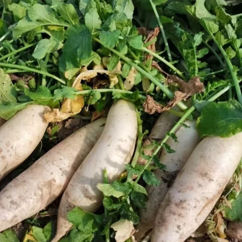 White Radish Seed (200 Seed) for Gardening Balcony Potted Vegetable ...
