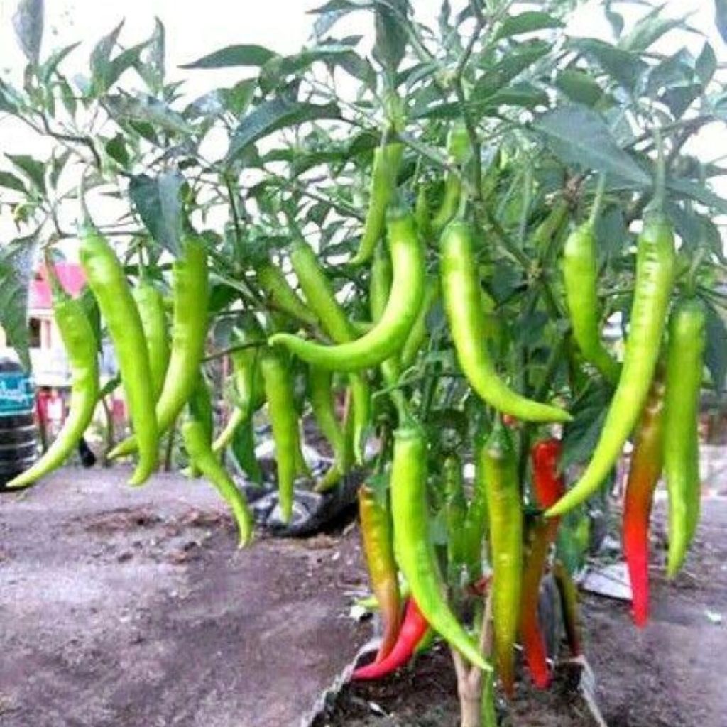 100 seeds/pack SILI PANIGANG / Siling Haba / Hot Pepper Green / Bicol ...