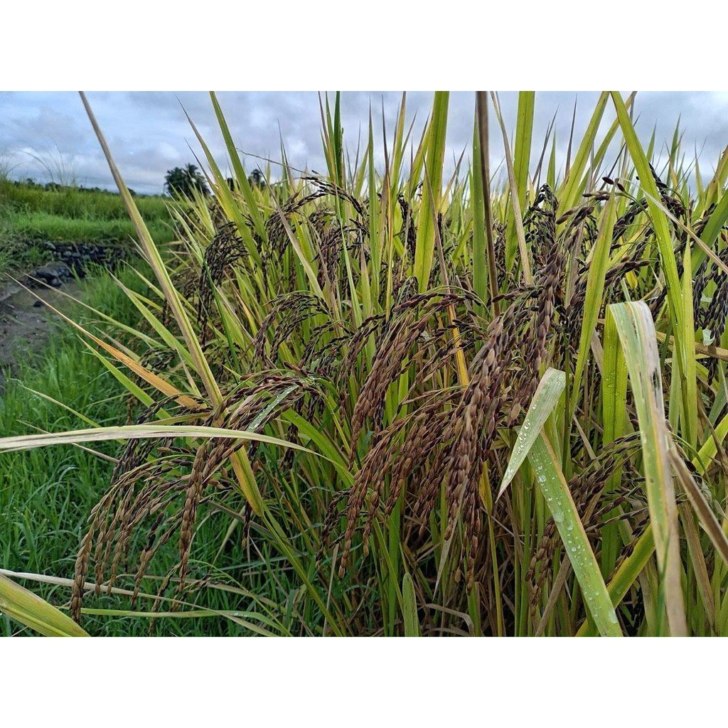 Indonesian Variety Black Rice Seeds For planting binhi 1kilo New ...