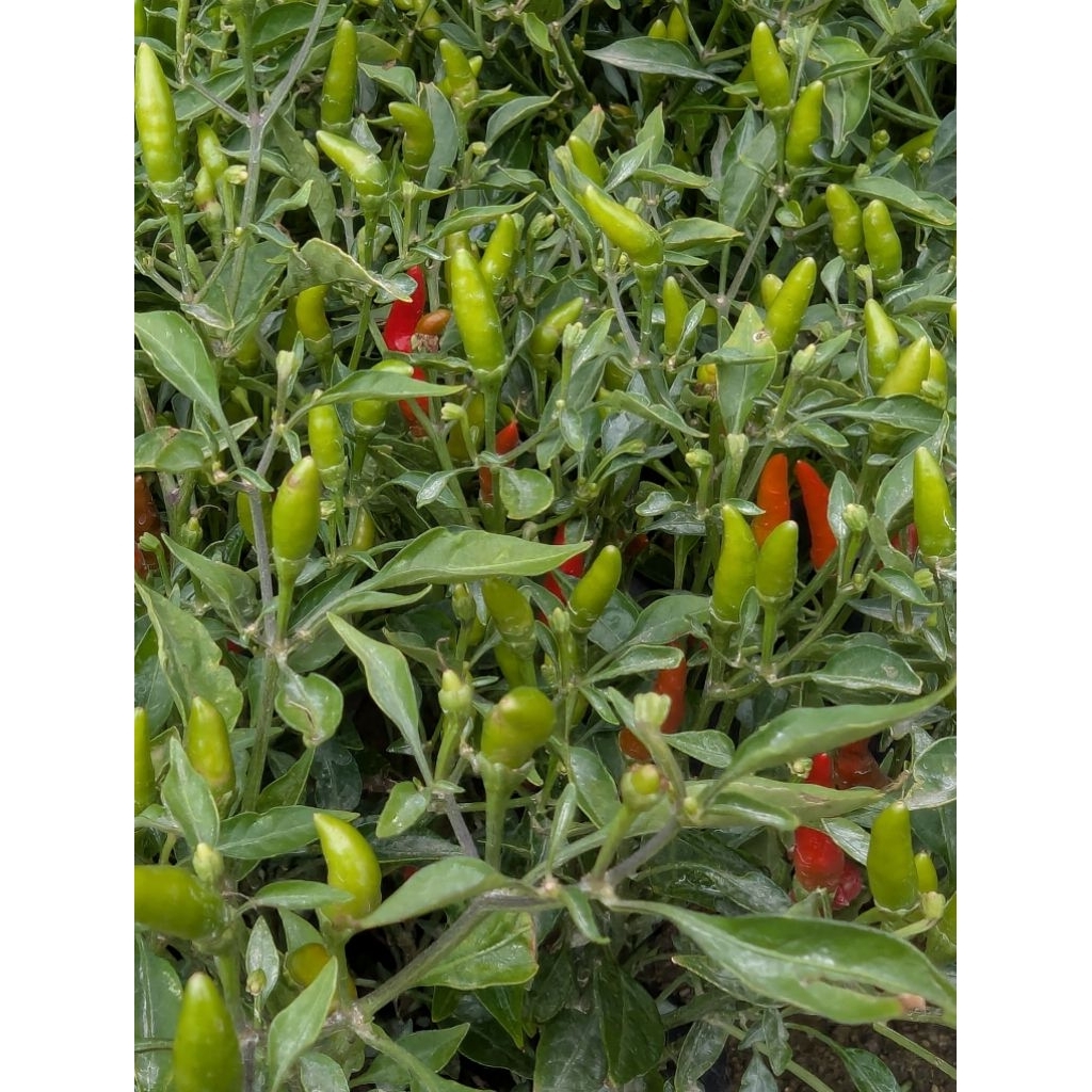 Fresh Siling Labuyo Herbs & Spices | Shopee Philippines