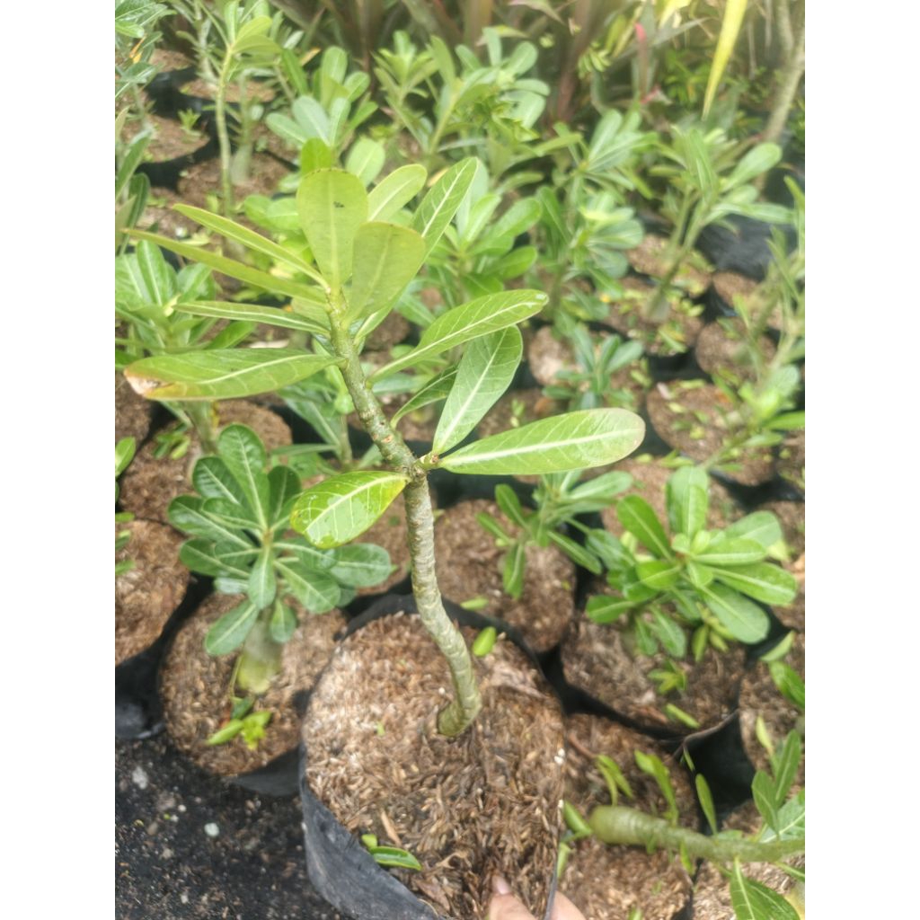 Shop calachuchi for Sale on Shopee Philippines