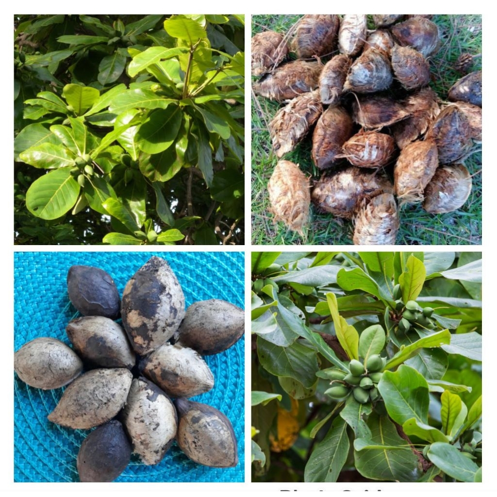 Talisay Tree Seeds for Planting (10 seeds per pack) | Shopee Philippines