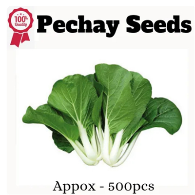 SULIT PACK! PECHAY PAVITO SEEDS (500 SEEDS) - HYBRID/EASY TO GROW ...