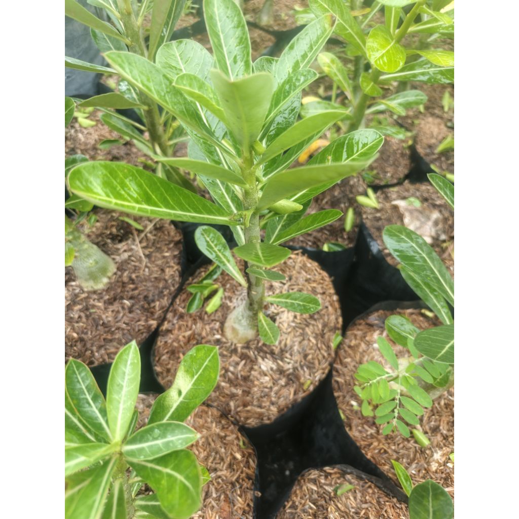 Shop calachuchi for Sale on Shopee Philippines