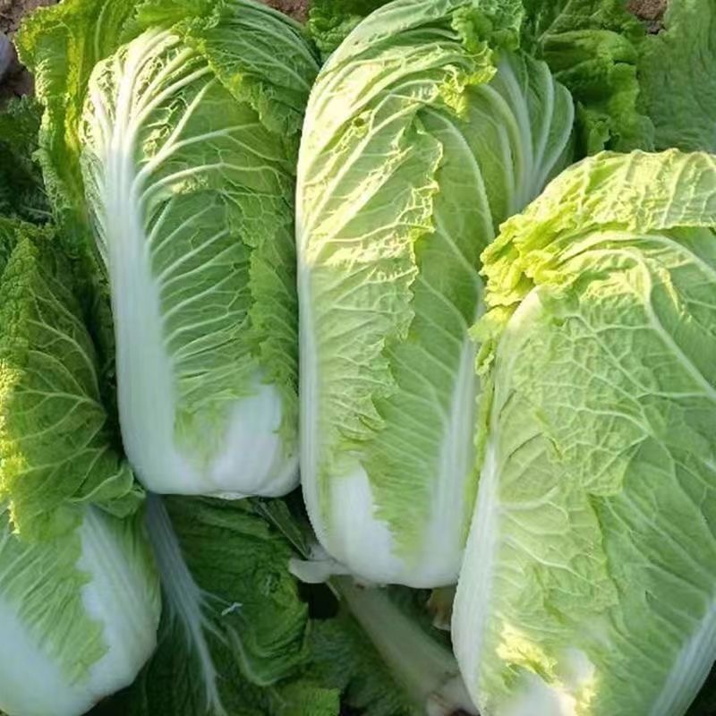 Shop cabbage for Sale on Shopee Philippines