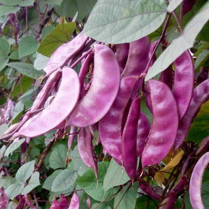 10PCS Batao Seeds/organic legumes vegetable seeds/Garden outdoor bonsai ...