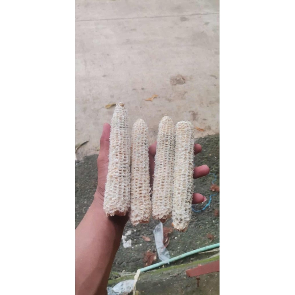 1kg CORN COBS/Busal ng mais/rubo | Shopee Philippines