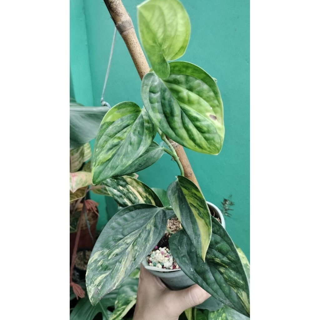 MONSTERA VARIEGATED PERU TRAILING | Shopee Philippines