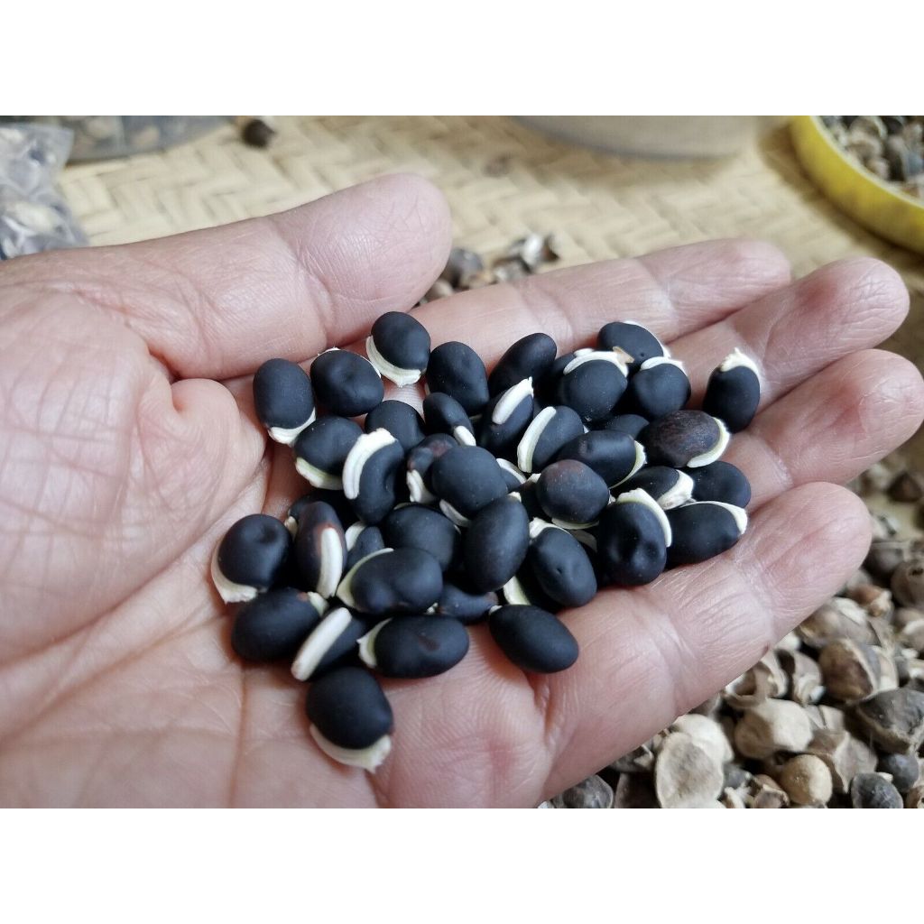 Shop bataw vegetable for Sale on Shopee Philippines