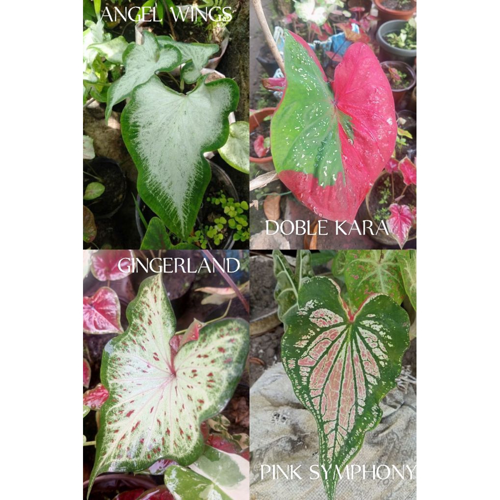 Shop caladium varieties for Sale on Shopee Philippines