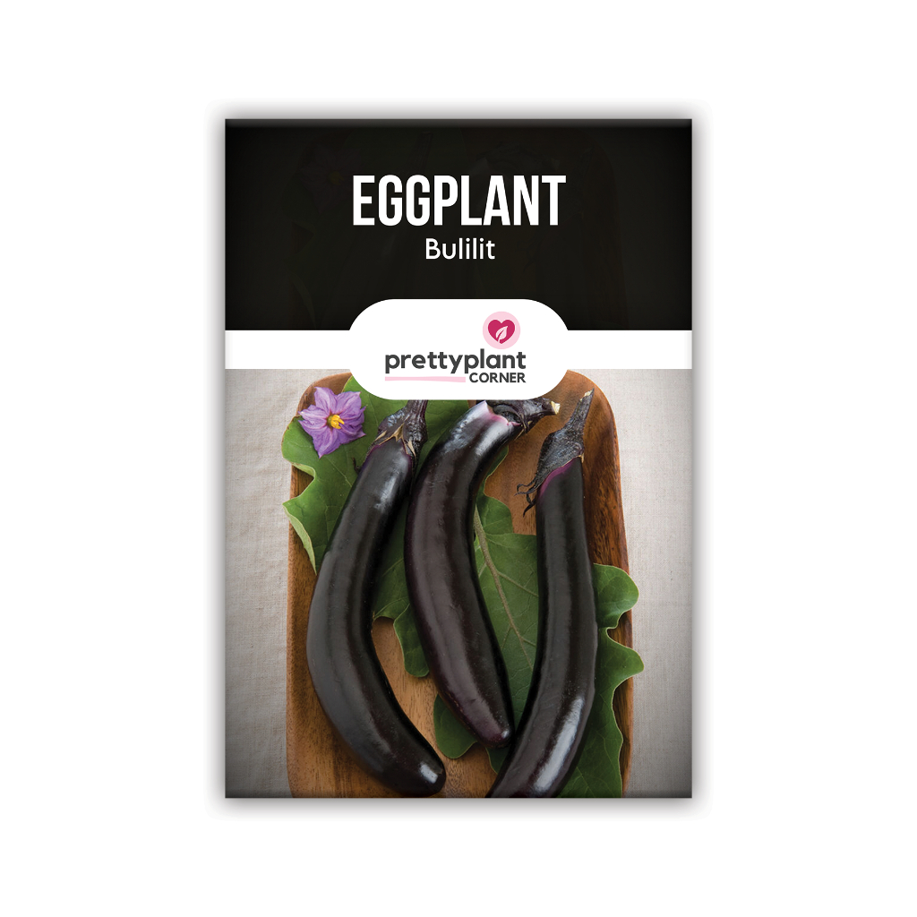 Bulilit Eggplant Seeds | Pretty Plant Corner | Shopee Philippines