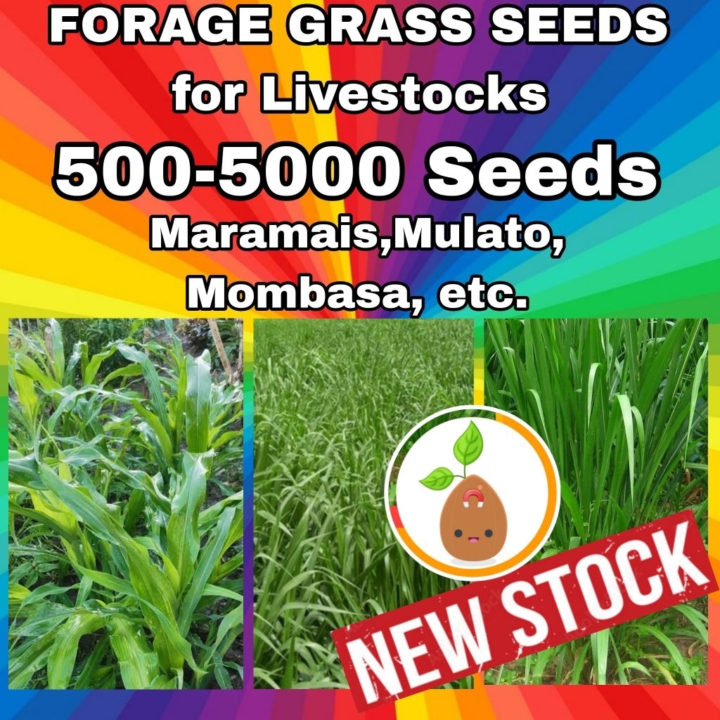 Forage Grass Seeds for Livestocks| Maramais, Mulato, Rensonii, Alfalfa ...