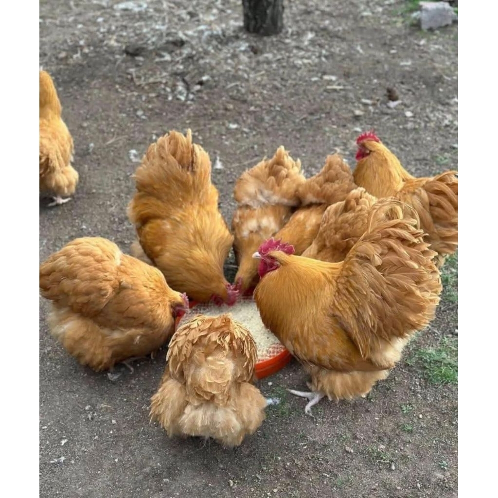 Buff Orpington fertile egglog only not chicken | Shopee Philippines
