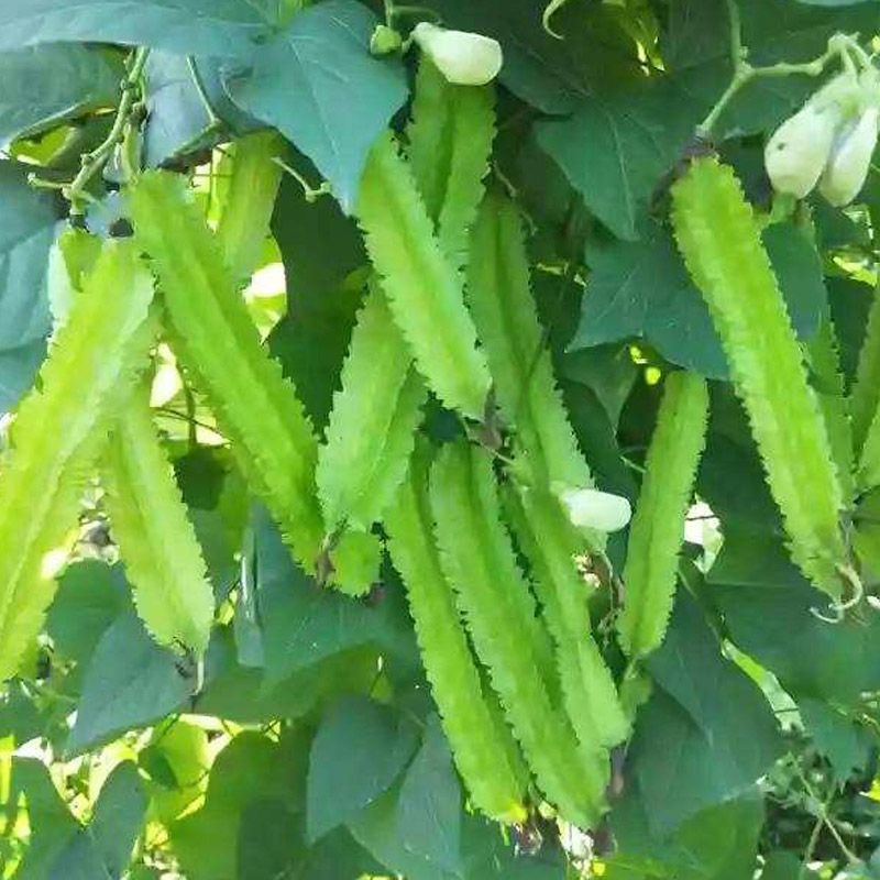 5 seeds High Yield Fresh Winged Bean Seeds Long Sigarilyas Seeds for ...
