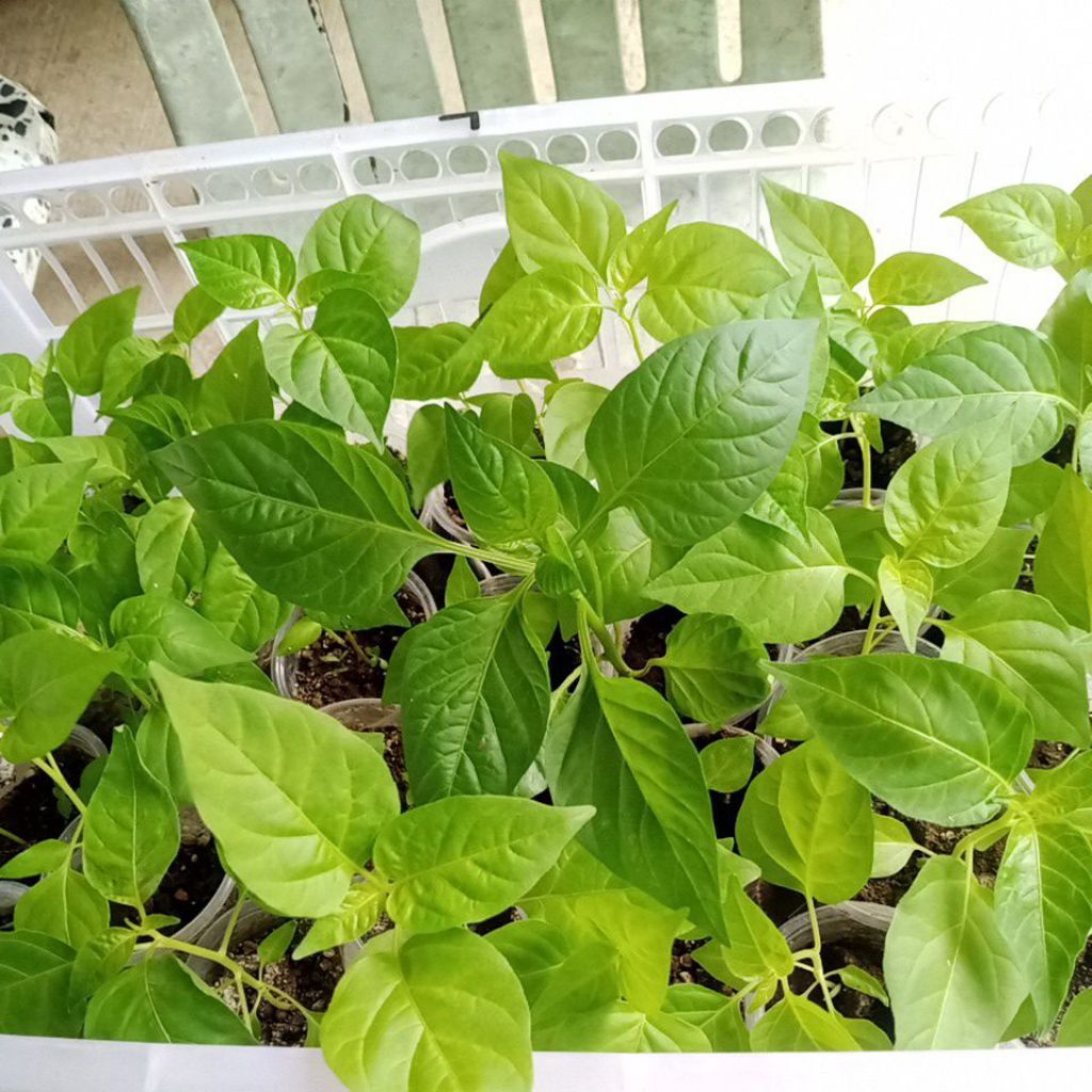 ORIGINAL NATIVE SILING LABUYO SEEDLINGS WITH FREE LABUYO SEEDS (1Pc ...