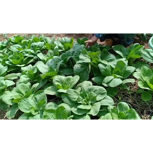 VALUE PACK (230 SEEDS) CHINESE PECHAY/PAKCHOI SEEDS /GREEN STEM/FOR ...