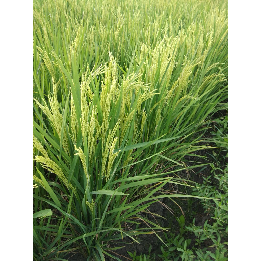 HYBRID RICE SEEDS/ PALAY BINHI (SL-19H/SL-39H/Habilis plus)1KL REPACK ...