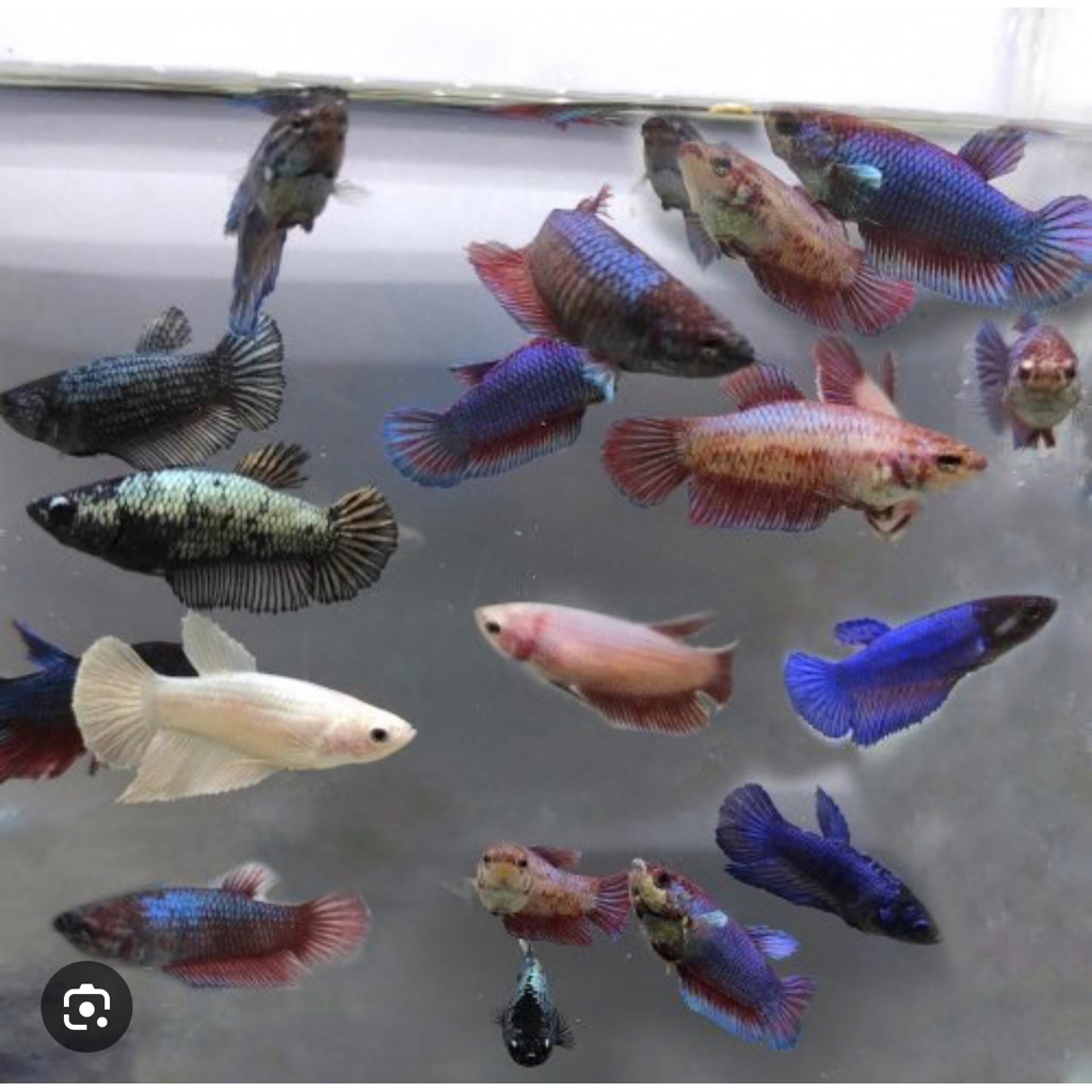 betta (random female) | Shopee Philippines