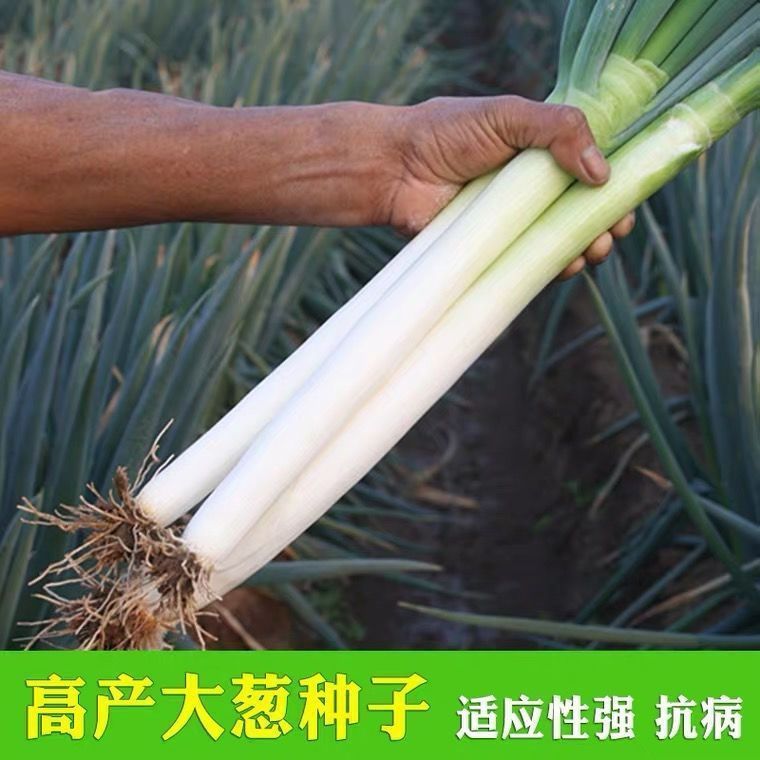 Giant Green Onion Seed - 500 Seeds High Germination Spring Onion Seeds ...
