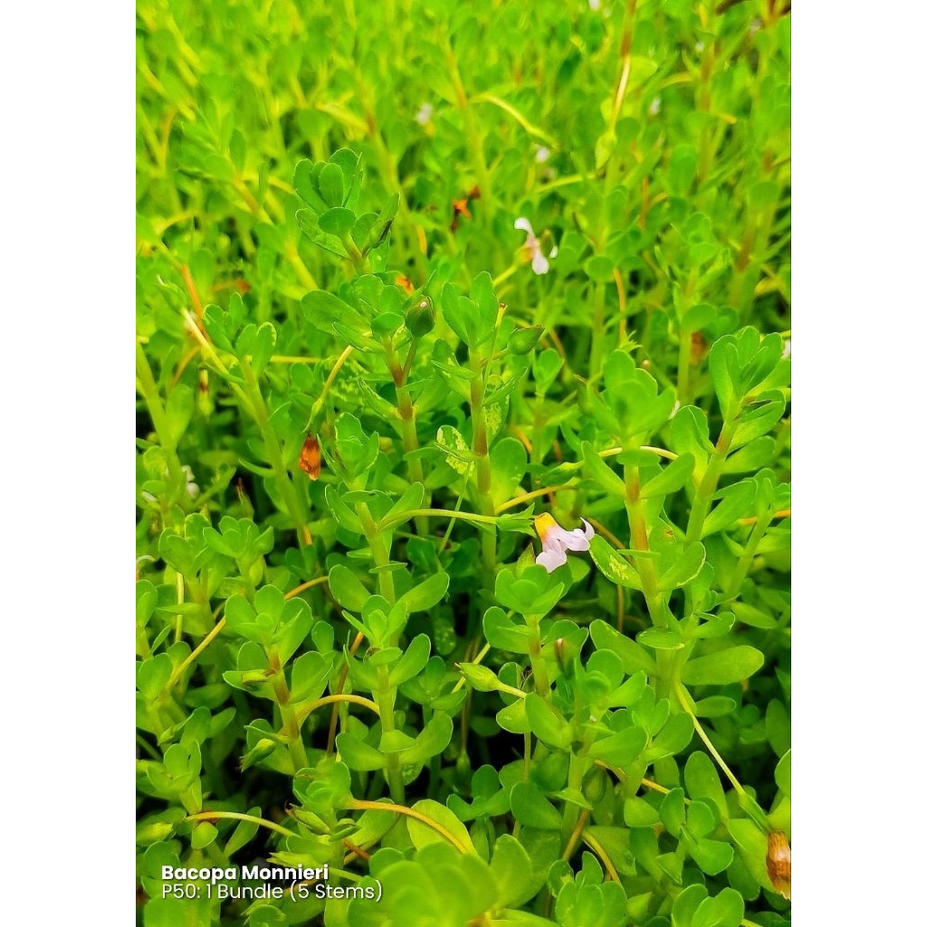 Aquatic Plants Bacopa Series WITH ROOTS (5 stems) | Shopee Philippines