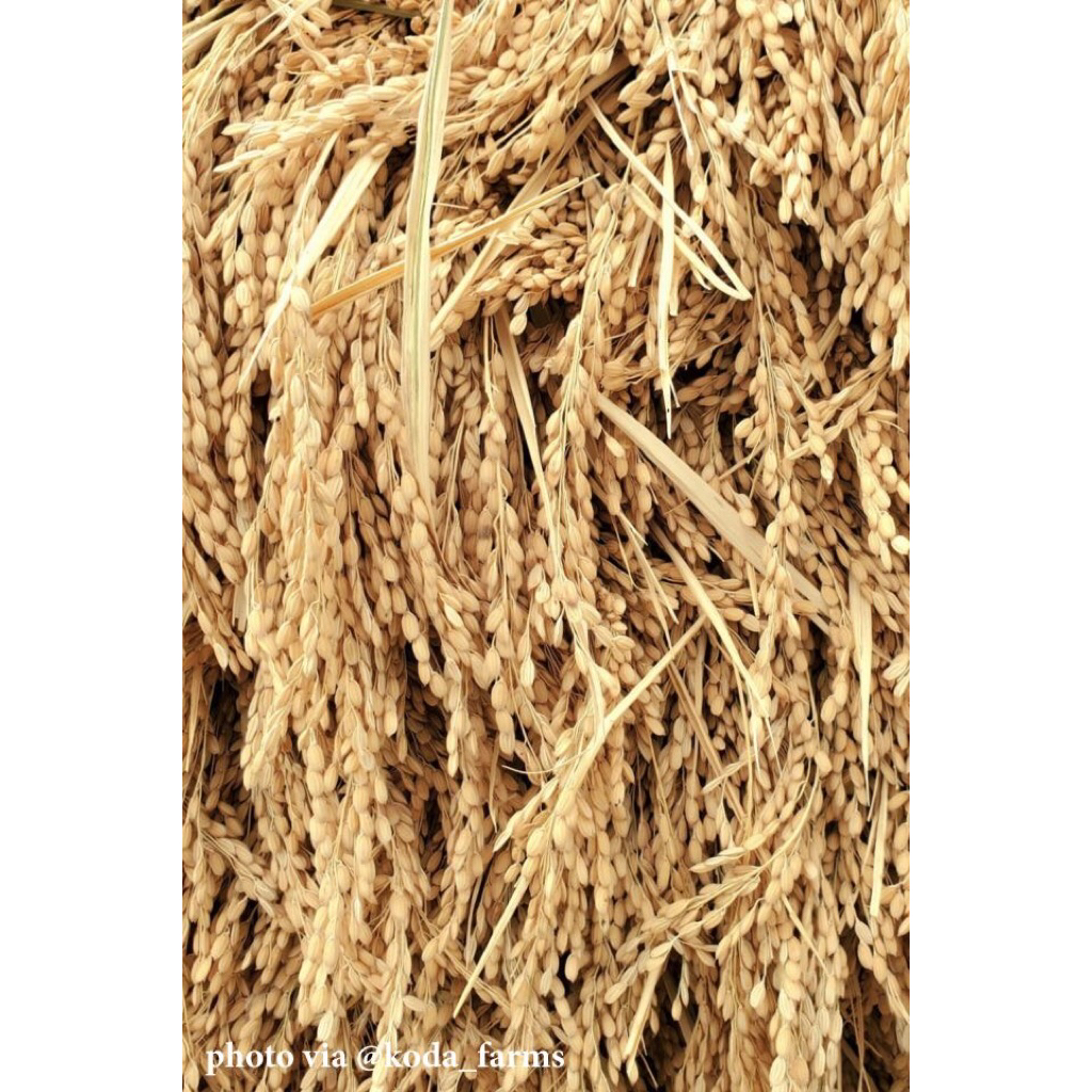 rice seed - Best Prices and Online Promos - Sept 2026 | Shopee Philippines
