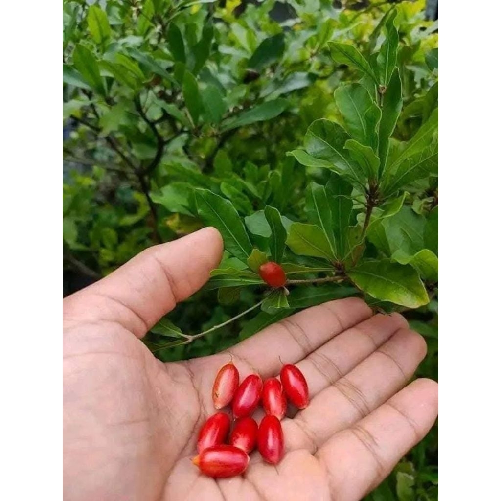 Magic /Miracle Fruit Anti Cancer Fruit (ROOTED) | Shopee Philippines