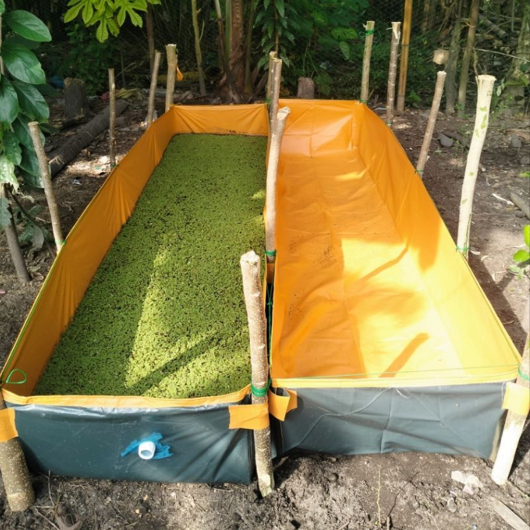 AZOLLA TRAPOND BED LONA TRAPAL TOLDA POND AZOLLA BED TEMPORARY USE ONLY ...