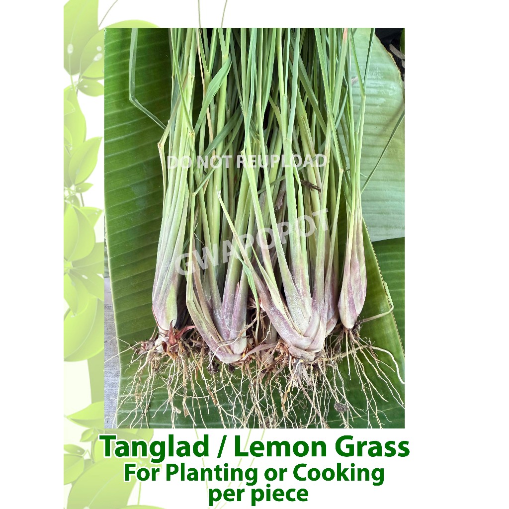 Tanglad / Lemon Grass Pantanim | Shopee Philippines