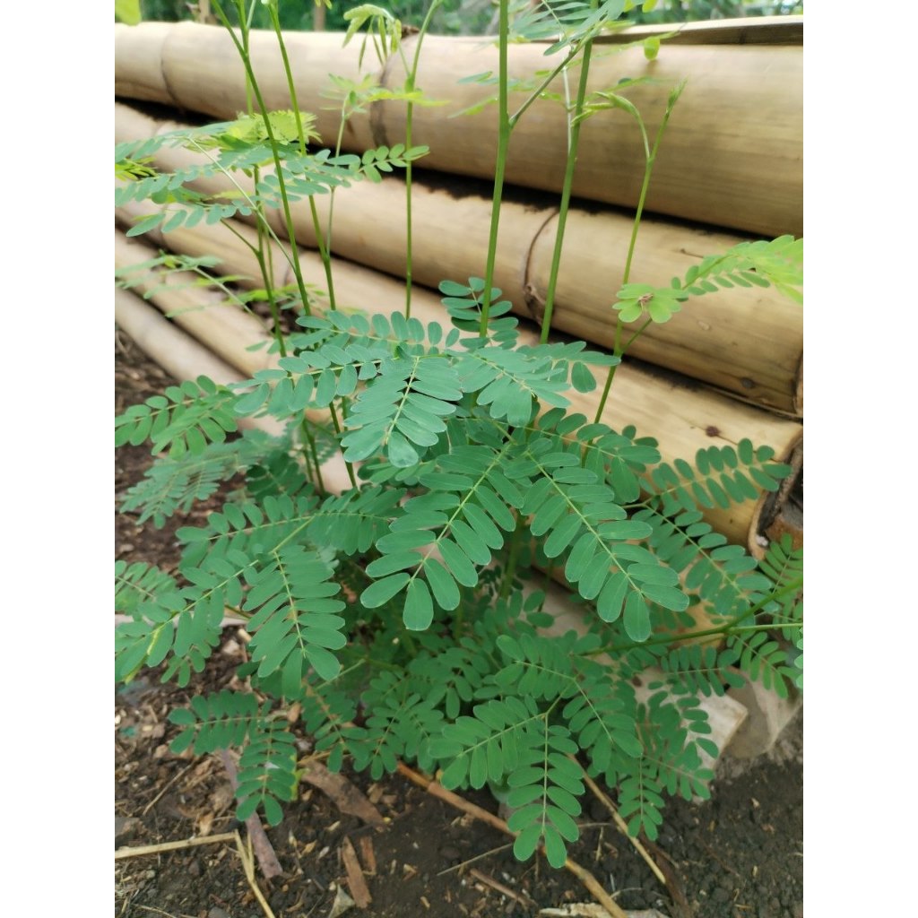 Shop ipil ipil for Sale on Shopee Philippines