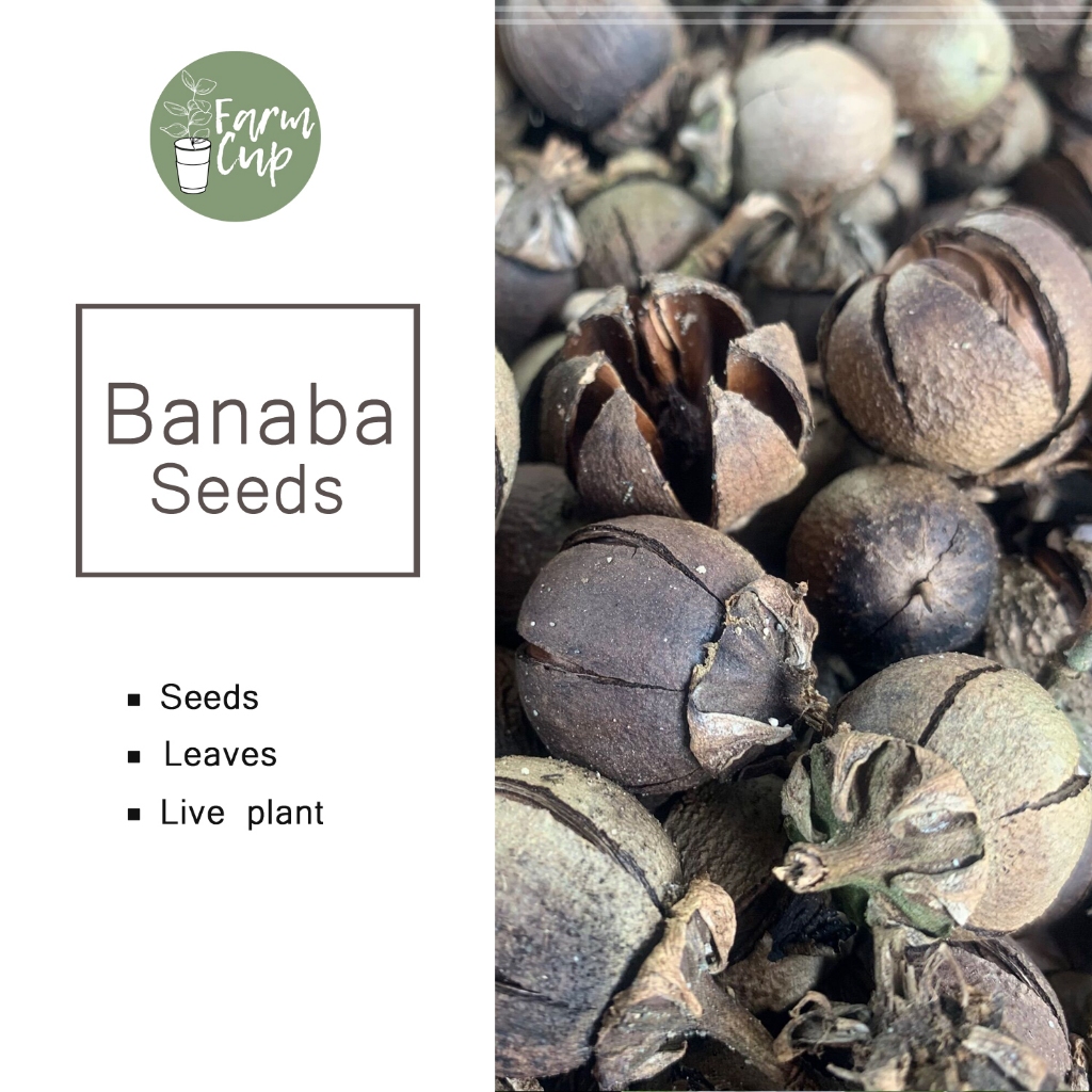 Shop banaba tree for Sale on Shopee Philippines