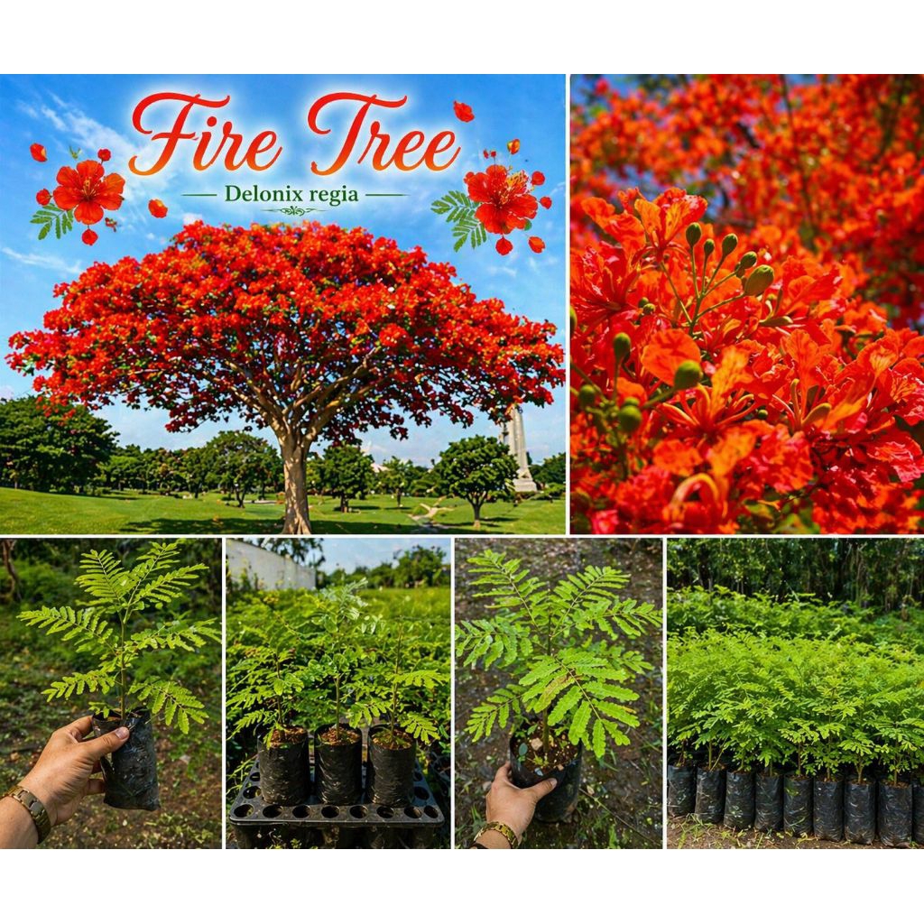 Shop fire tree for Sale on Shopee Philippines
