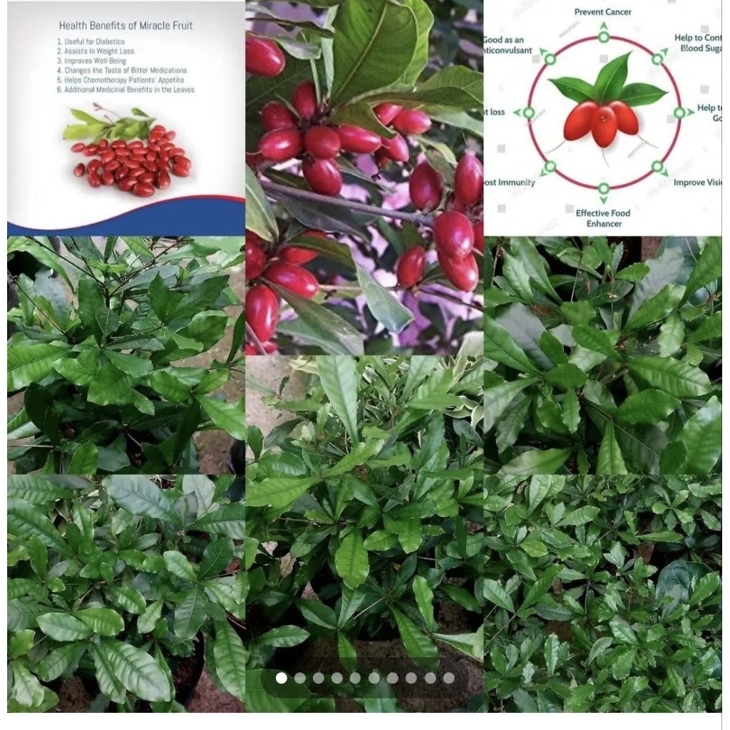 Shop magic berry for Sale on Shopee Philippines