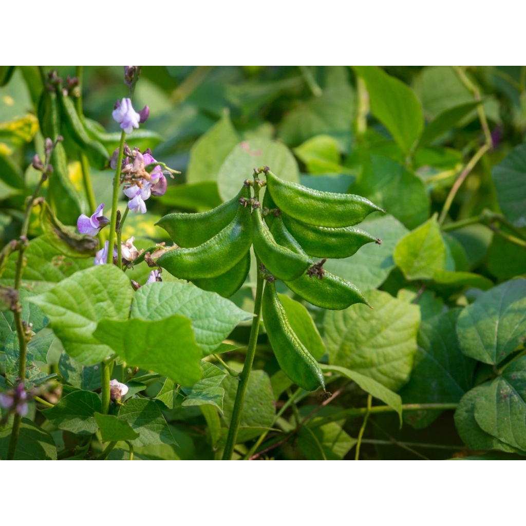 Shop bataw vegetable for Sale on Shopee Philippines