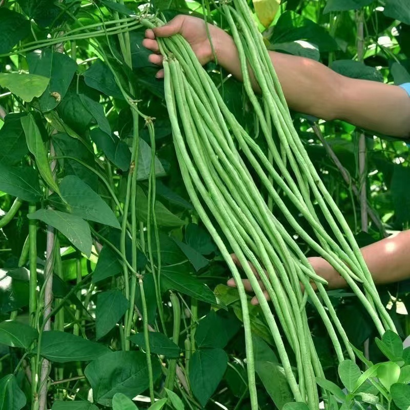 Shop string beans for Sale on Shopee Philippines
