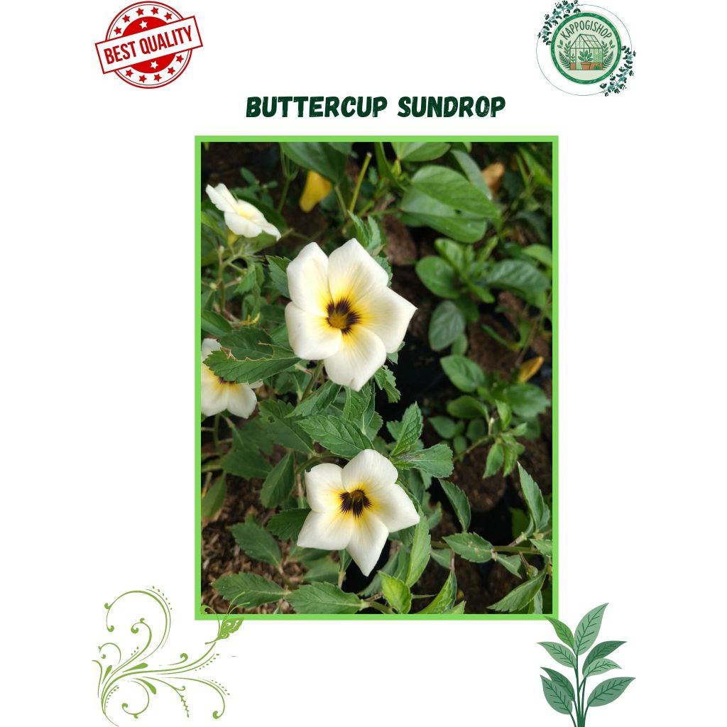 Shop sundrop flower for Sale on Shopee Philippines
