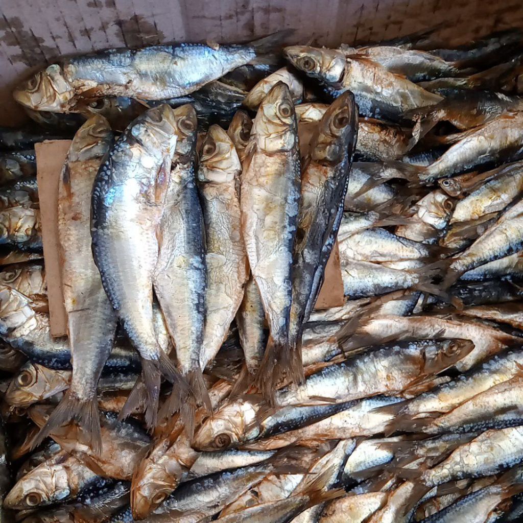 Shop tamban fish for Sale on Shopee Philippines