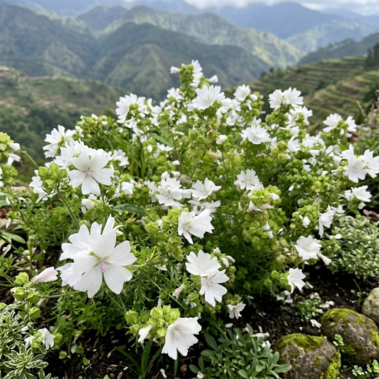 White Musk Mallow Seeds Mallow Flower Seeds Rare Flower Seeds Mallow ...