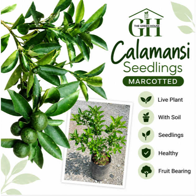 Calamondin Lime / Philippine Lime / Calamansi Seedlings | Shopee ...