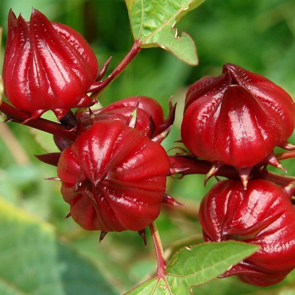 Organic Red Roselle 50 Seeds, Edible Hibiscus, High Yield Backyard ...