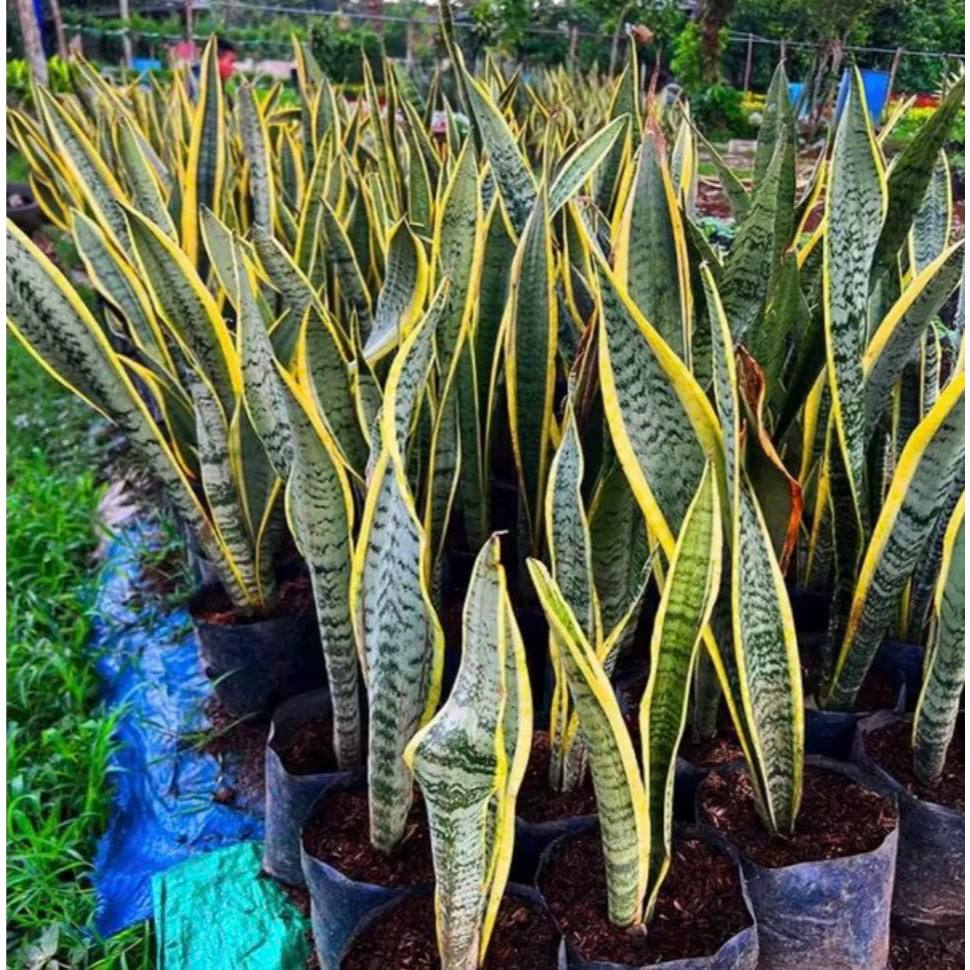 Buy 1 Take 1 - POTTED SNAKE PLANT with free plastic pot and garden soil.  Plant for sale