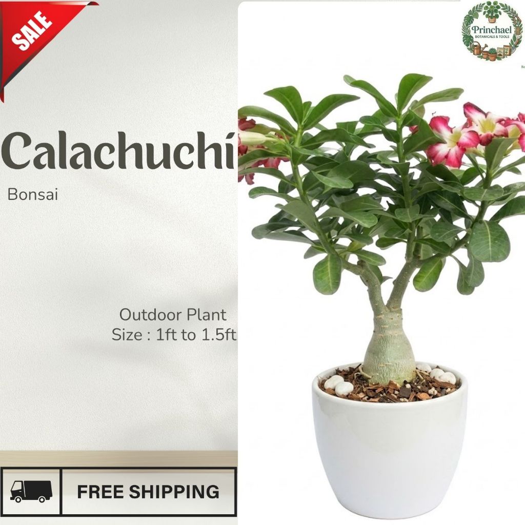 Shop calachuchi for Sale on Shopee Philippines