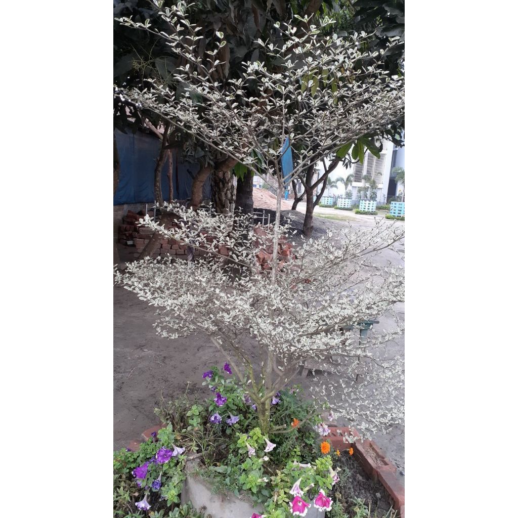 Shop talisay tree for Sale on Shopee Philippines