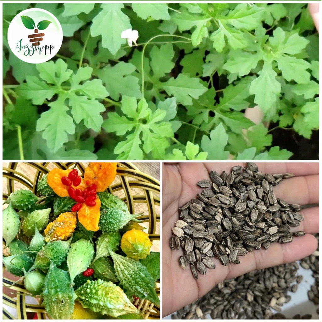 Ampalayang ligaw Seeds/ Wild bitter gourd Seeds/ligaw na ampalaya seeds ...